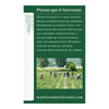 Té Orgánico De Menta